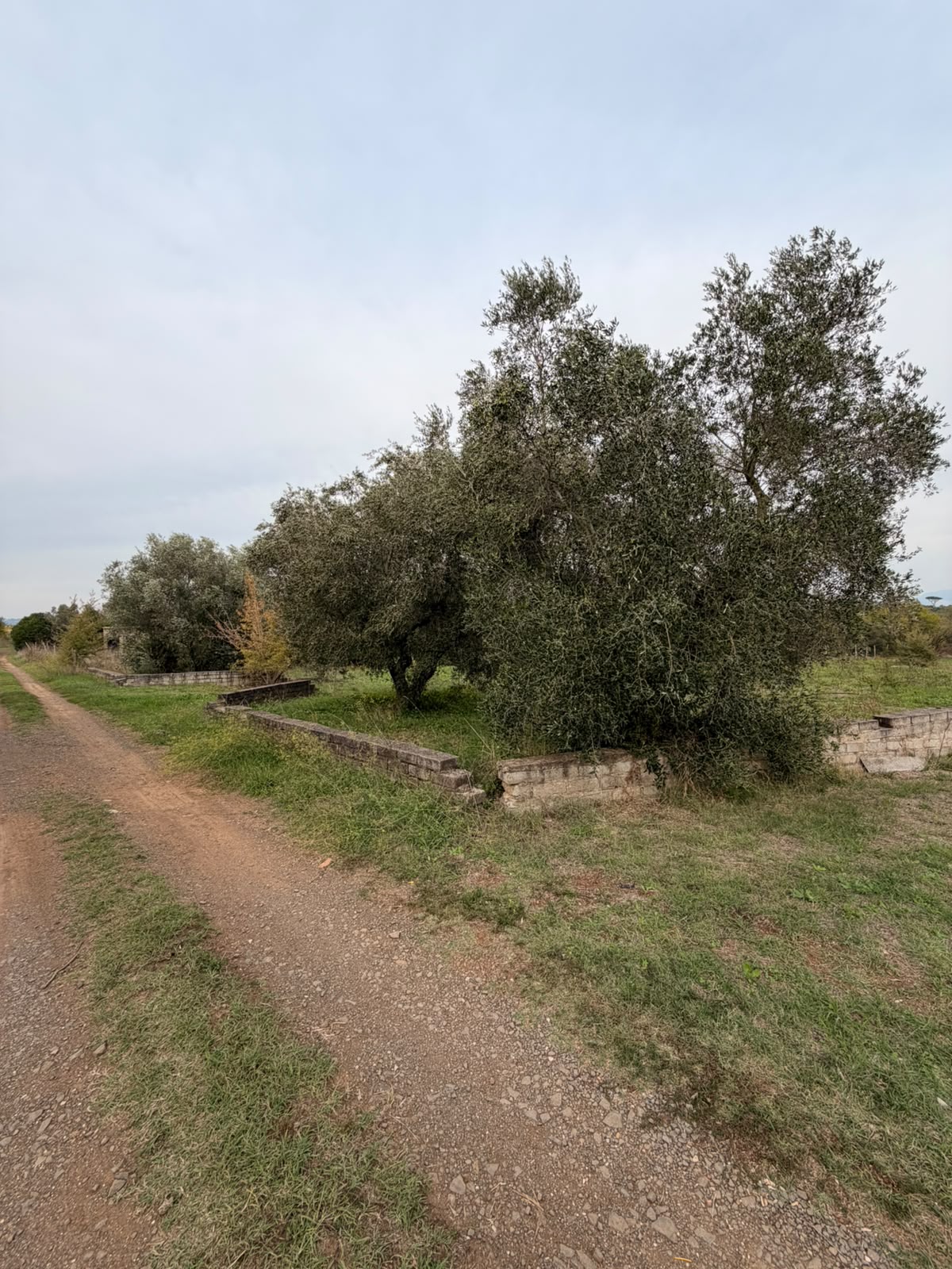 Lanuvio. Terreno agricolo 12.000 mq.ca.